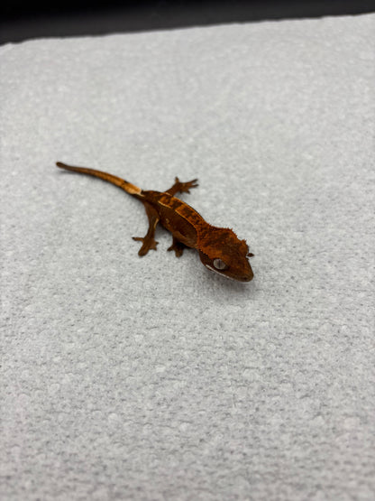 *Maple* Black Base Partial Pinstripe (Details in Description)