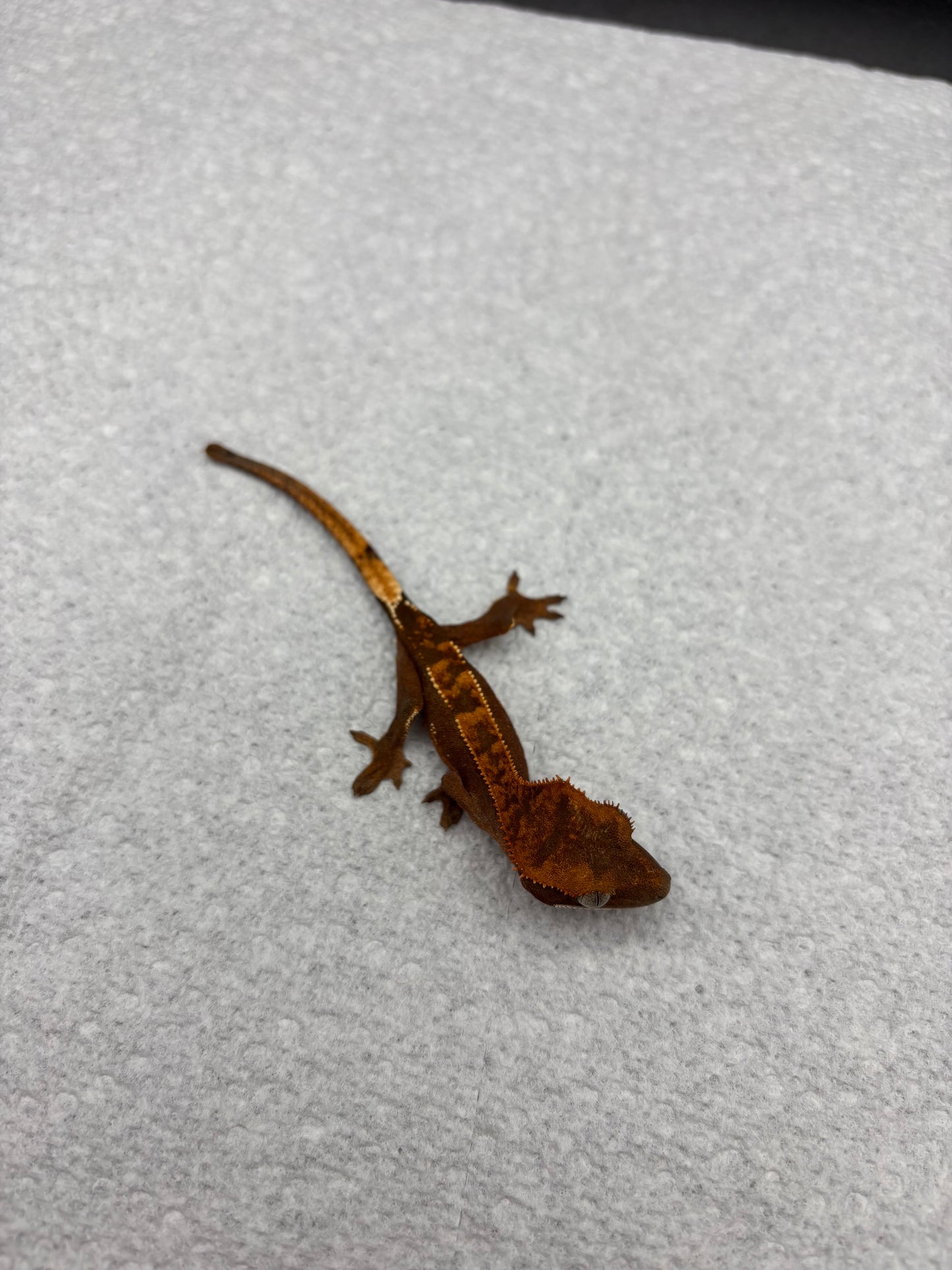 *Maple* Black Base Partial Pinstripe (Details in Description)