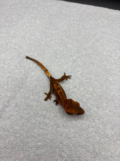 *Maple* Black Base Partial Pinstripe (Details in Description)