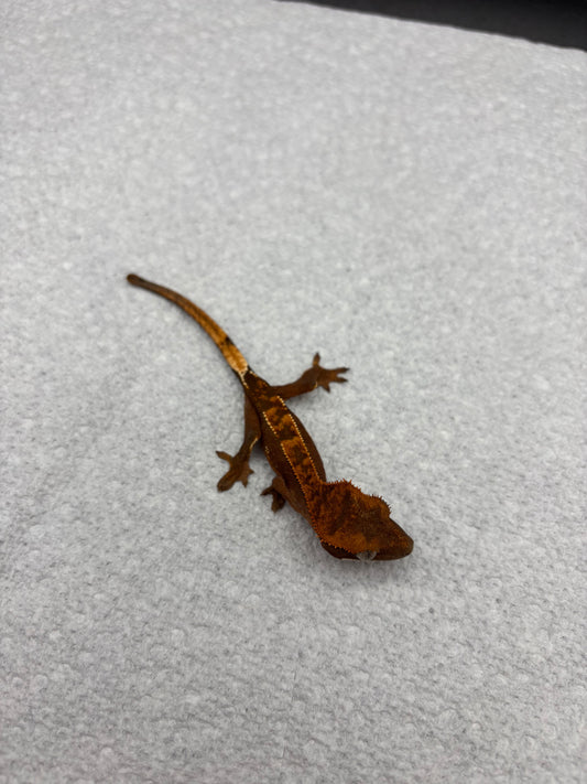 *Maple* Black Base Partial Pinstripe (Details in Description)