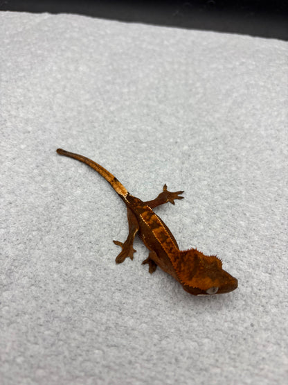 *Maple* Black Base Partial Pinstripe (Details in Description)