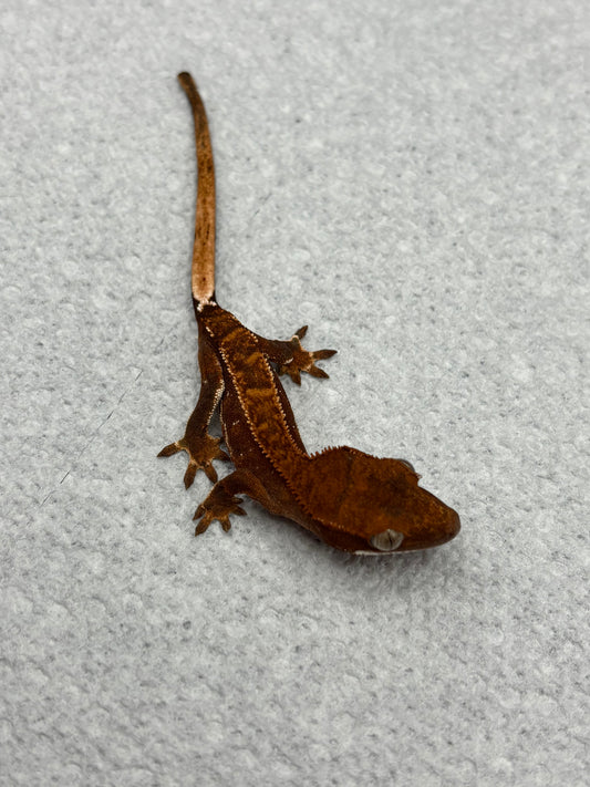 *Cashew* Dark Red Quadstripe Juvenile (Details in Description)