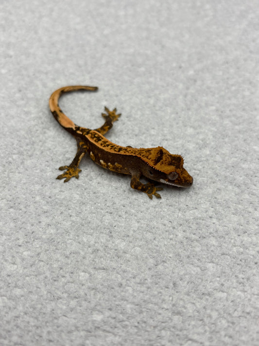 *Porcini* Black Base Pinstripe Hatchling (Details in Description)