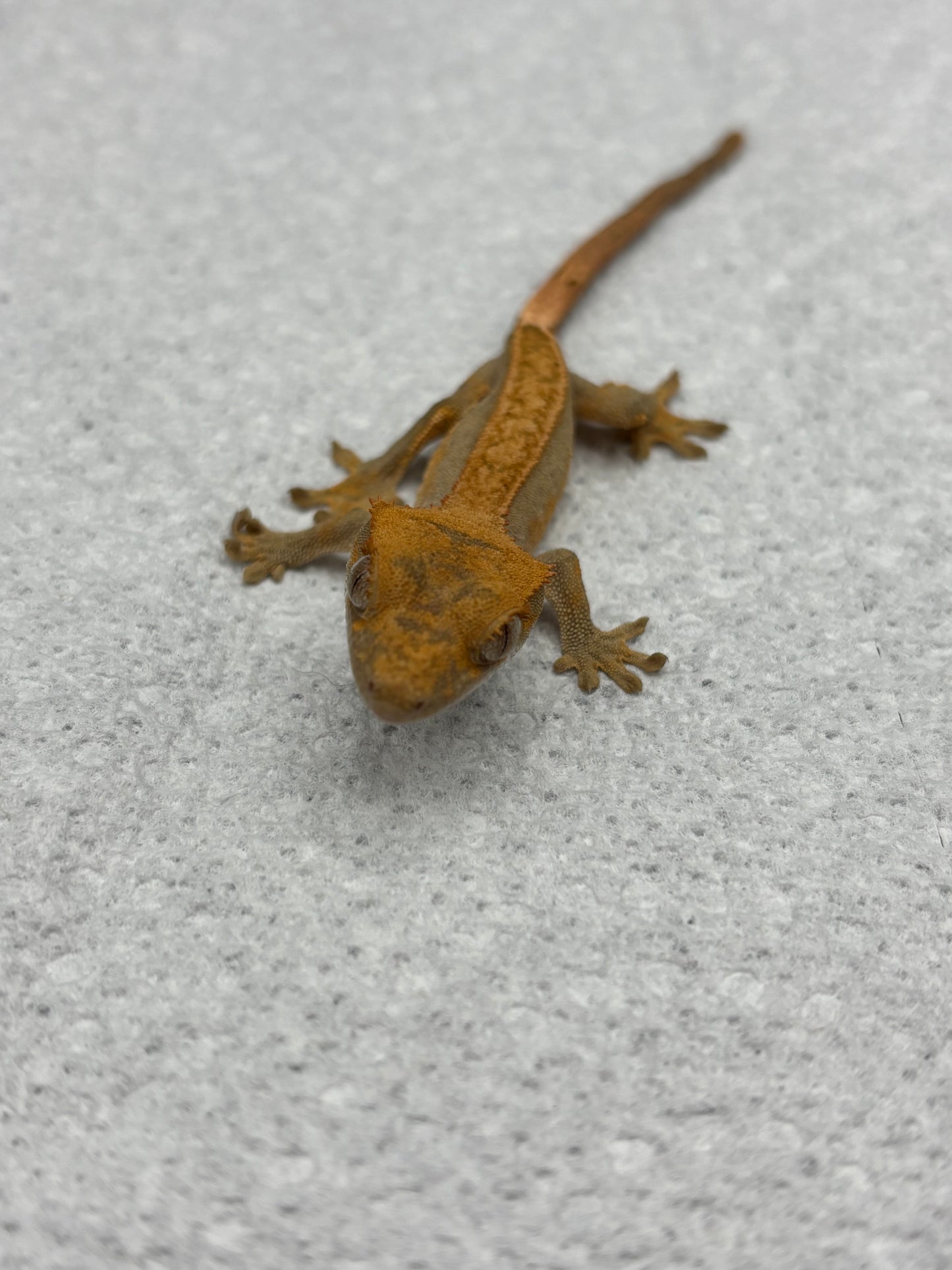 *Walnut* Lavender Pinstripe Harle Juvenile (Details in Description)