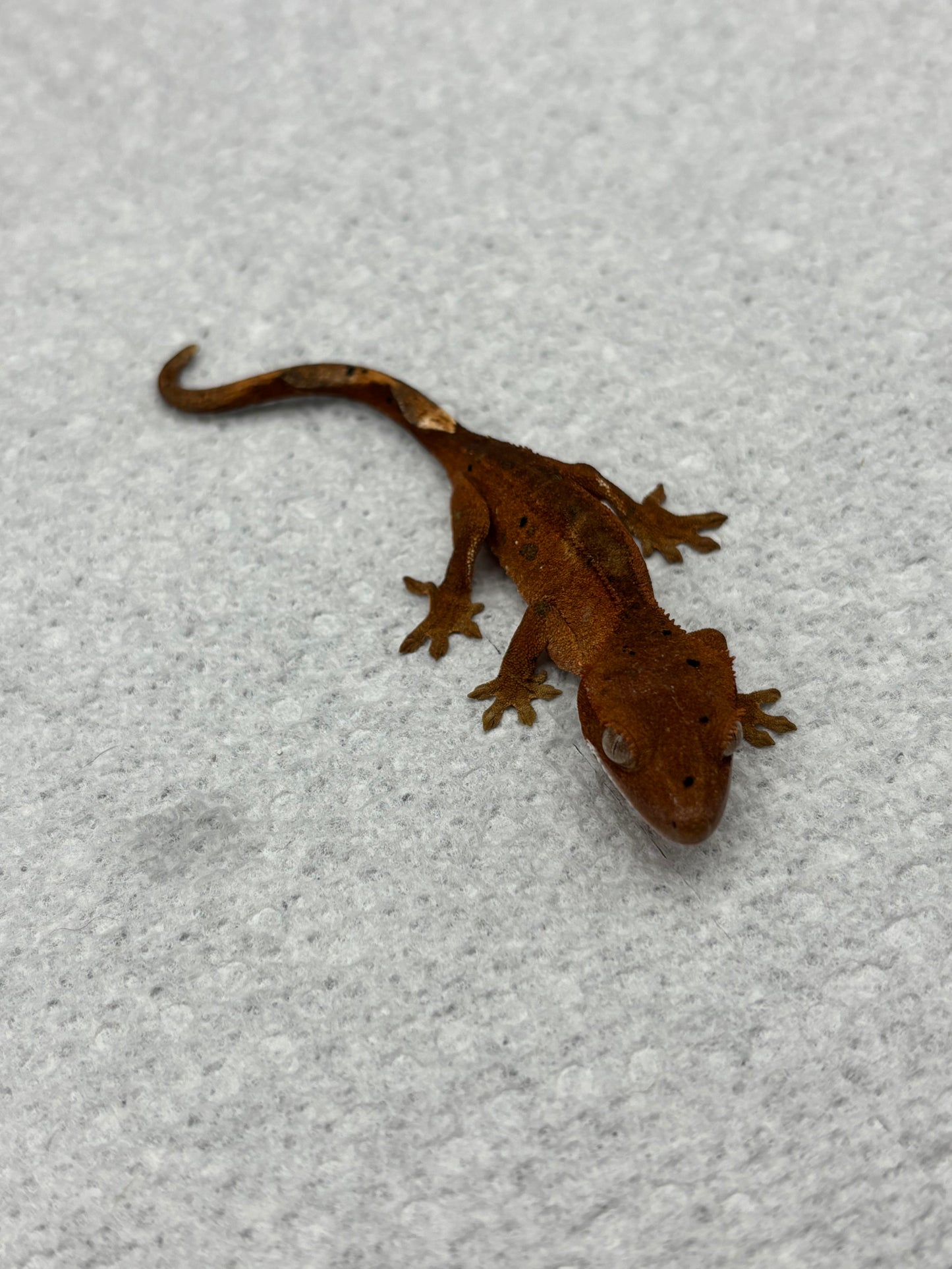 *Honeycrisp* Red Super Dalmatian Hatchling (Details in Description)