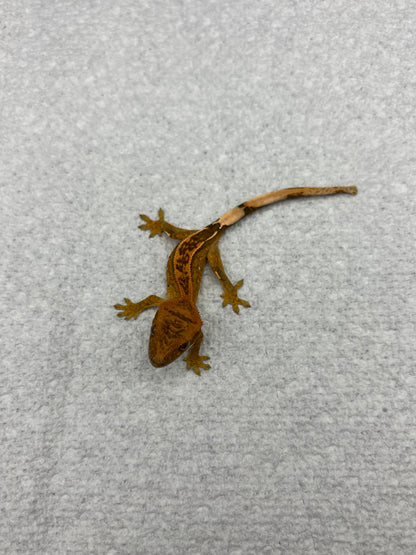 *Truffle* Yellow Base Tangerine Pinstripe Hatchling (Details in Description)