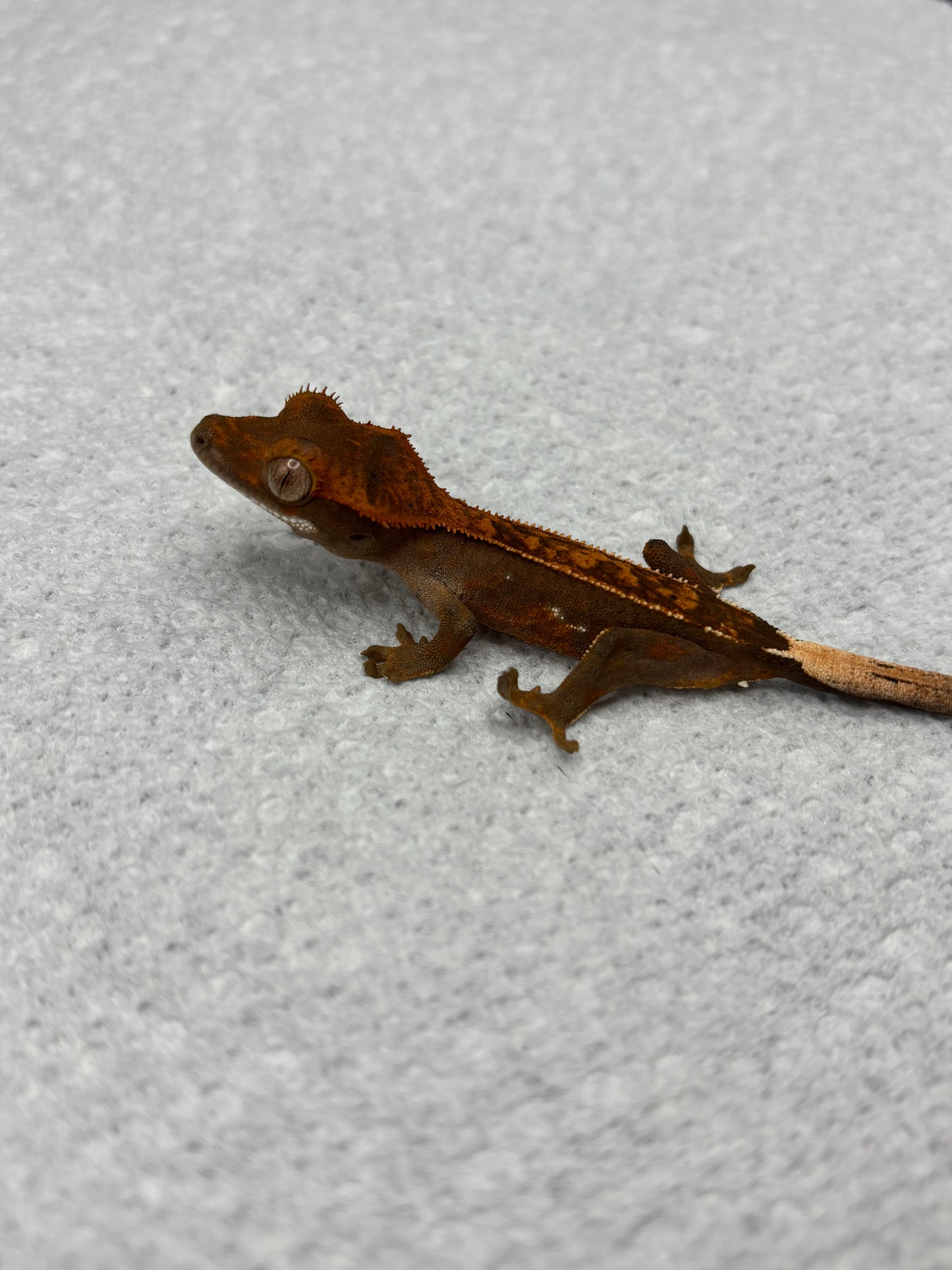 *Peanut* Dark Base Partial Pin Het EB (Details in Description)