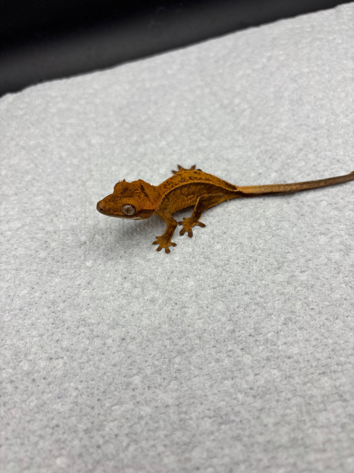 *Panko* Yellow Tiger Phantom Juvenile (Details in Description)