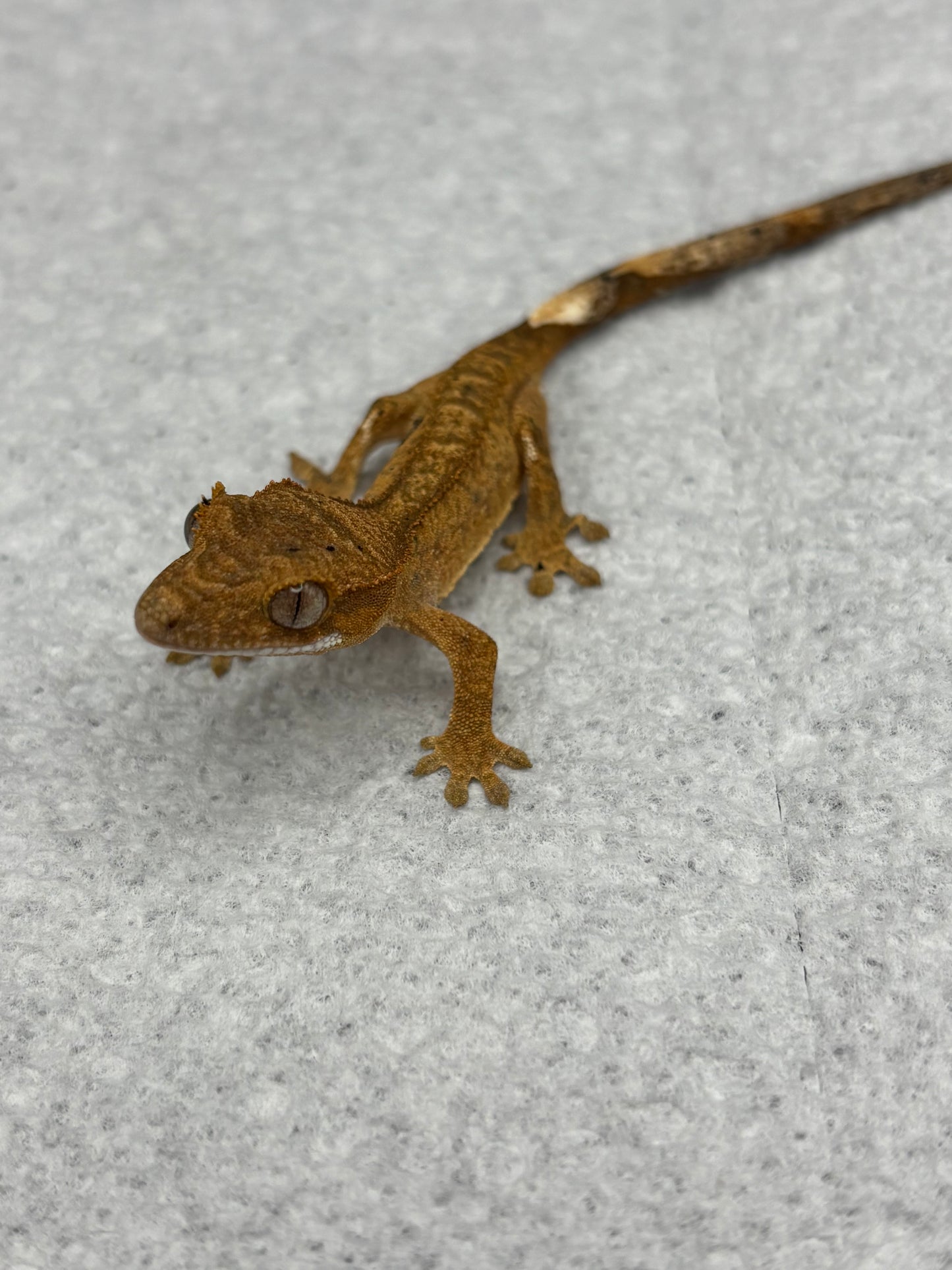 *Asiago* Yellow Dalmatian Hatchling (Details in Description)