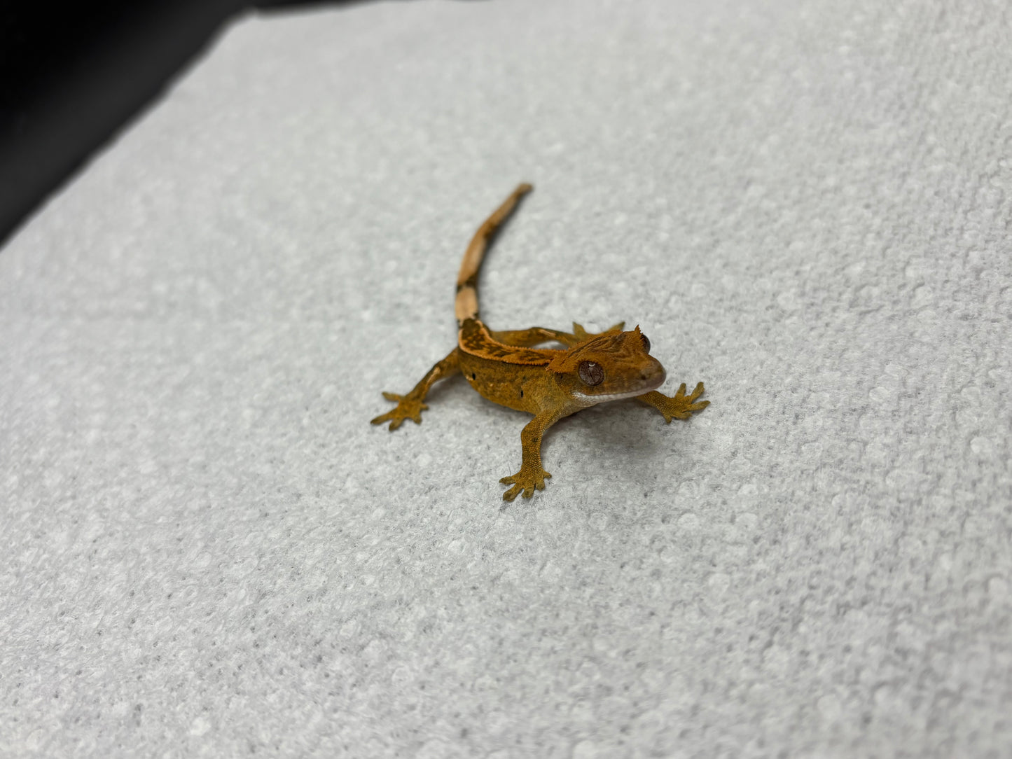 *Truffle* Yellow Base Tangerine Pinstripe Hatchling (Details in Description)