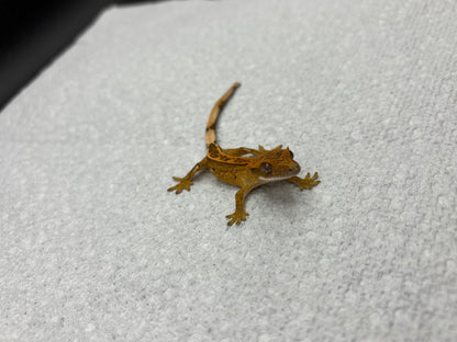 *Truffle* Yellow Base Tangerine Pinstripe Hatchling (Details in Description)