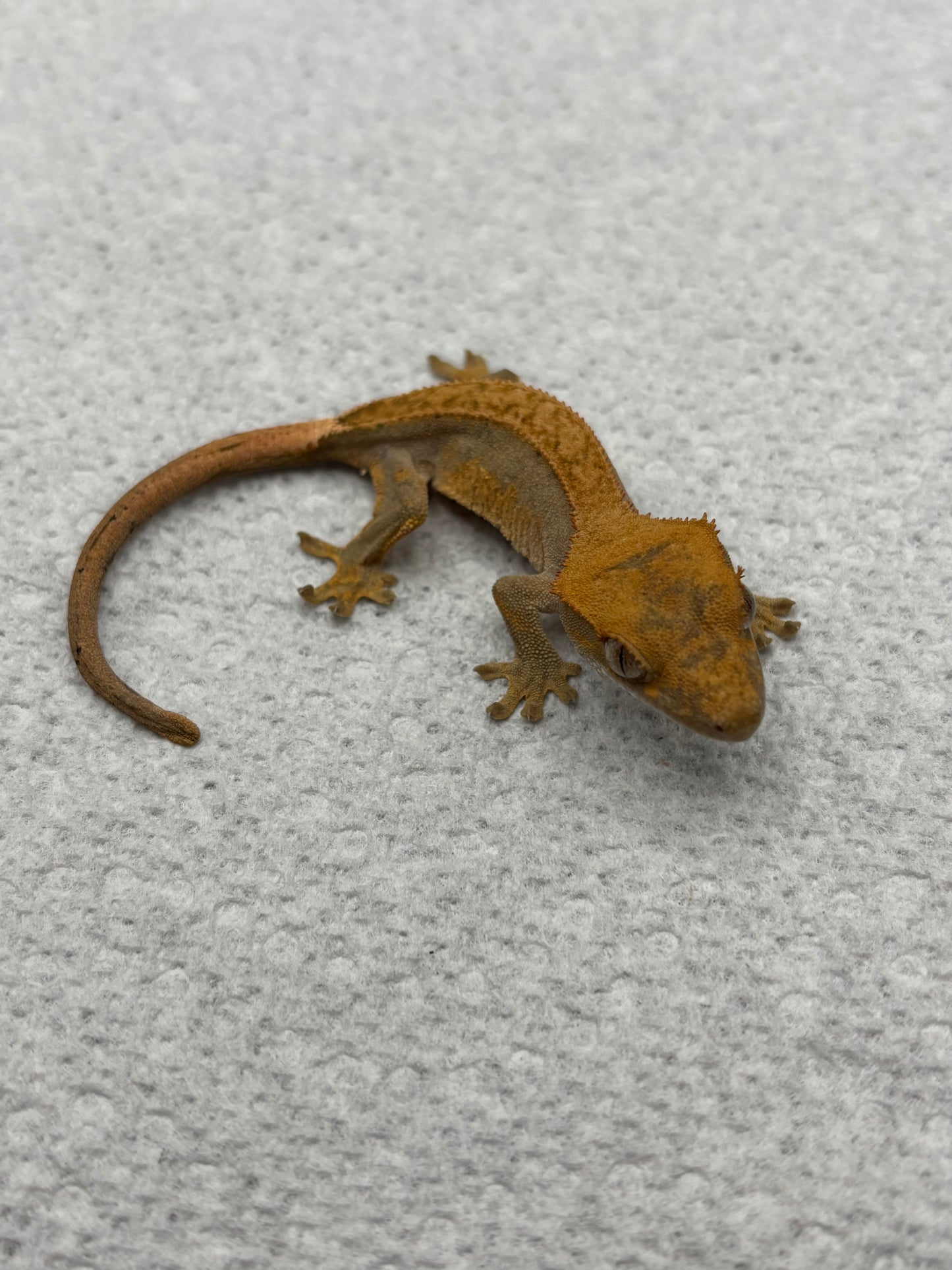 *Walnut* Lavender Pinstripe Harle Juvenile (Details in Description)