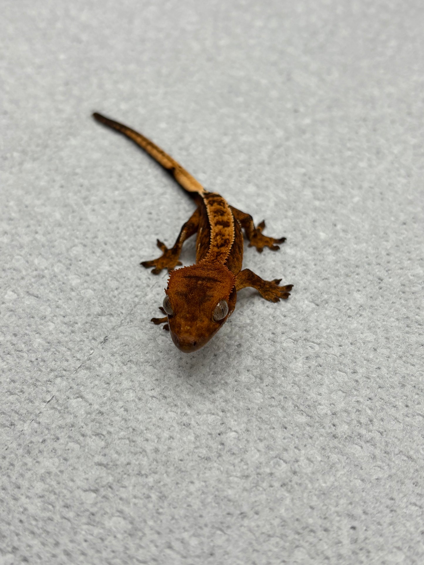 *Wonton* Tangerine Tiger Pinstripe Juvenile (Details in Description)