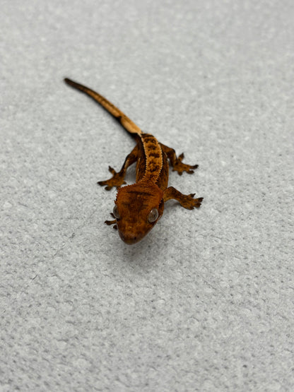 *Wonton* Tangerine Tiger Pinstripe Juvenile (Details in Description)