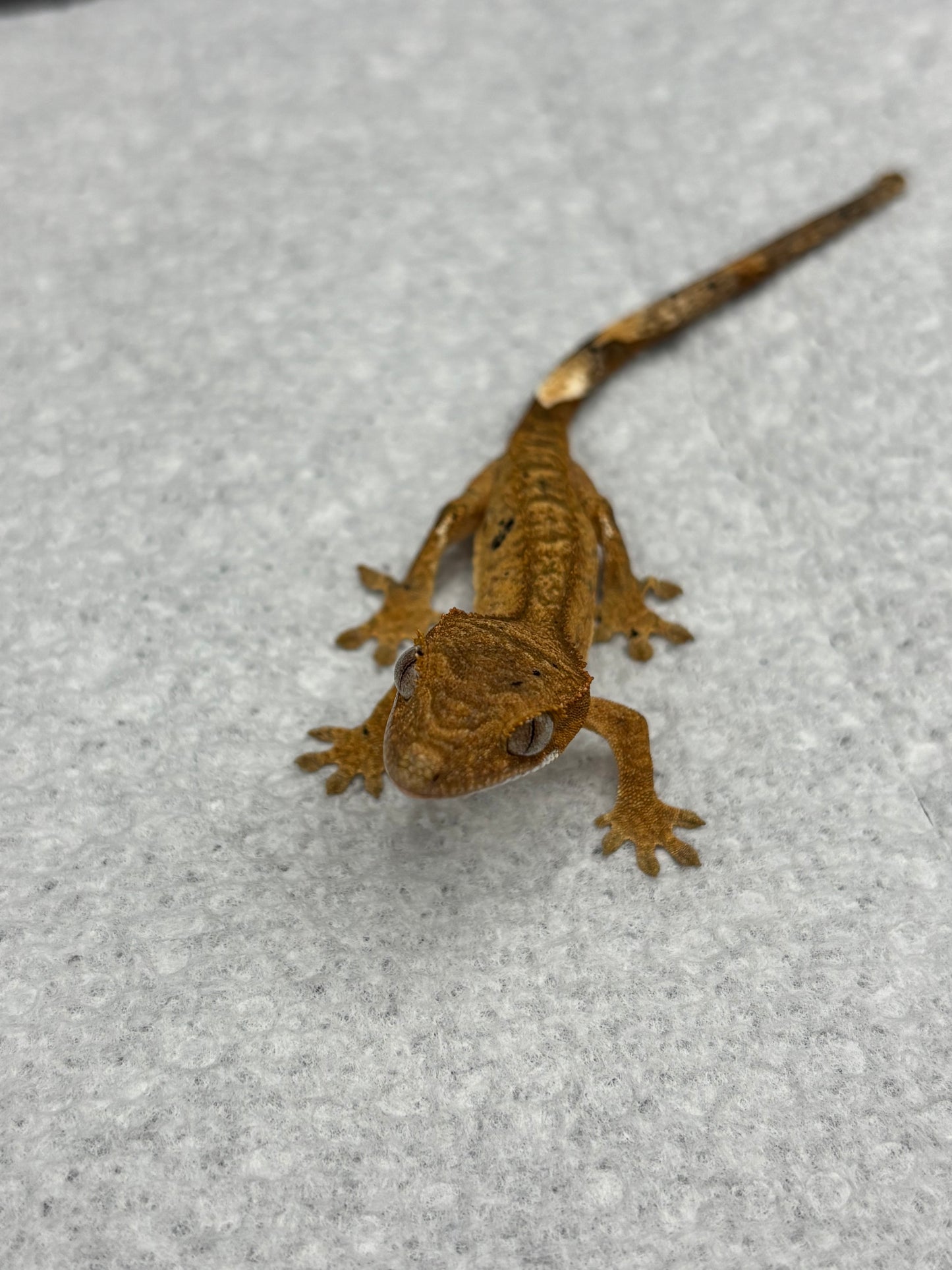 *Asiago* Yellow Dalmatian Hatchling (Details in Description)