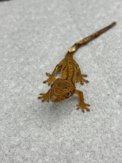 *Asiago* Yellow Dalmatian Hatchling (Details in Description)