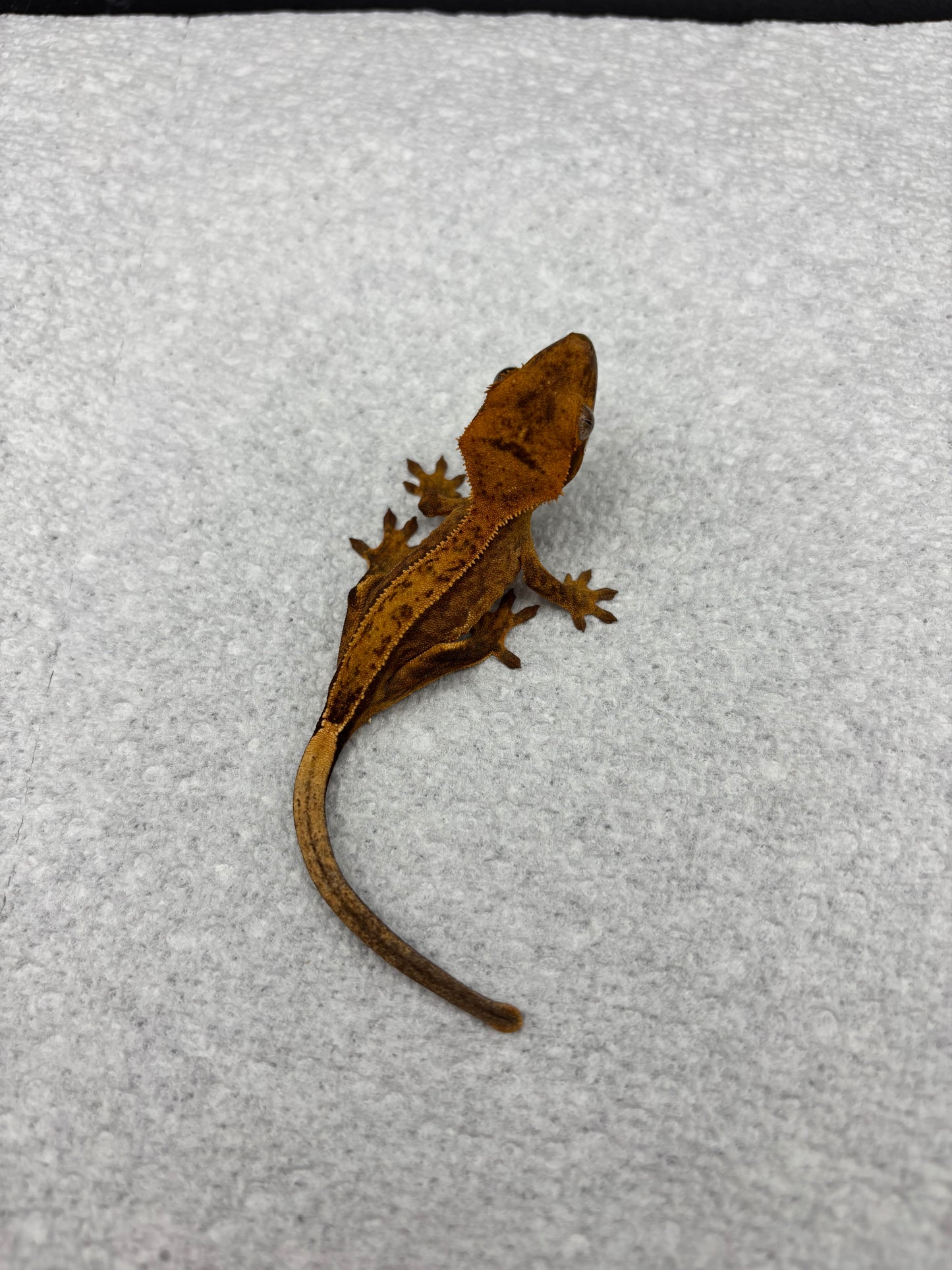 *Panko* Yellow Tiger Phantom Juvenile (Details in Description)