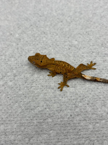 *Provolone* Yellow Tiger Dalmatian Hatchling