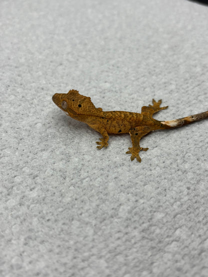 *Provolone* Yellow Tiger Dalmatian Hatchling