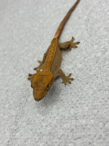 *Walnut* Lavender Pinstripe Harle Juvenile (Details in Description)