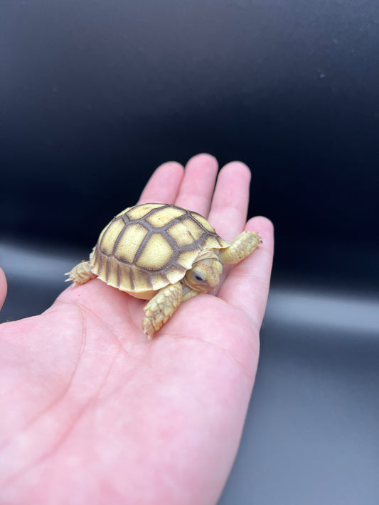 Sulcata Tortoise Hatchling